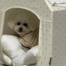 활기찬동물병원 | 11살 강아지 스케일링 및 발치 과정 및 후기 (부산 지동범 동물병원 / 치주염 / 발치 비용 )