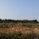 보성초교 이미지