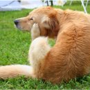 금성당약국 이미지