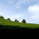 보성농원 이미지