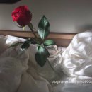 장미맨숀 이미지