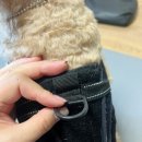 대전펫츠 | 펫츠오앤피 강아지 허리 척추 디스크 보조기 재활...허리 디스크 후지마비 강아지 실제 착용후기, 내돈내산