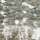 【붉은어깨도요 Calidris tenuirostris (Horsfield, 1821)】[멸종위기 야생생물 Ⅱ급] 이미지