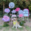 댕댕랜드 이미지