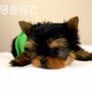 명품애견 이미지