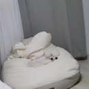 조선생 펫살롱 이미지
