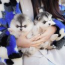 아담스펫 강아지분양 고양이분양 강남점 이미지