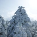 뫼ㅡ산악회 2017/1월21일 (토) 한라산(1,950M) 눈꽃산행 안내 이미지