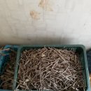 달뜨기흑염소목장 이미지