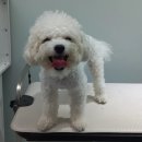 더(The)예쁘개 이미지