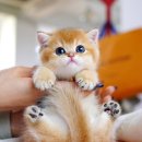 향기펫샵 | 먼치킨고양이분양 고민하다 다녀온 캣프렌즈 솔직 방문 후기