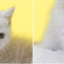 분당고양이분양 나비캣 이미지