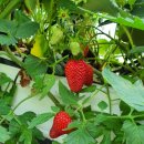 김영옥농장 이미지