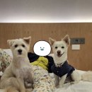 경주 더케이호텔 반려견 동반 스위트룸 후기🐾 (+케렌시아 카페)