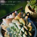 적성식물병원 이미지