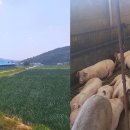 고기사이소