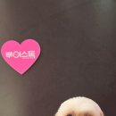 시루 반려견 미용 네이버블로그