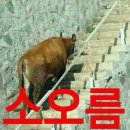 도라곤 이미지