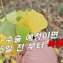 [은행나무잎, 백과엽] 이 약재로 만든 약 종류 약 5만 여 종 / 만성폐질환, 동맥경화, 심혈관질환 예방과 치료 / 유기농 농약재료로 이미지