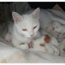여장부(2농장) 네이버블로그