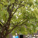 메이 (May) 이미지