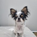 얼바인 동물병원 이미지