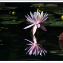 수련(睡蓮, Waterlily)과 연(蓮) 이미지