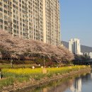 연신초등학교 | 부산 온천천 벚꽃길 실시간 후기