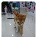 구로종합동물병원 네이버블로그