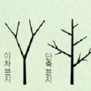 2. 수형(樹型)에 영향을 미치는 요인들 1) 유전적 요인 이미지