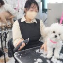 논산애견미용학원 이미지