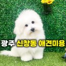 꼬동이네 | 광주 신창동 애견미용 꼬동 설탕이의 뽀송뽀송 위생목욕 &amp; 눈앞 가위컷 후기