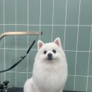 무거동 봄이네 | 무거동애견미용|울산애견미용|포메물개컷|무거동봄이네