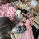 마장중학교 | 갓생 호소인의 1월 생존기