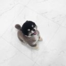 까미애견샵 이미지