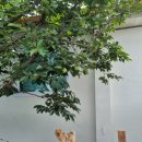 스테이 두리 이미지