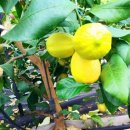 제이디피모터스 오라점 이미지