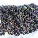 수지농장 이미지