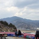 2025 광양매화축제 생생후기 개화상황 주차장 셔틀정보 포토존 꿀팁 3월 전남 여행지