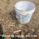 흰민들레 이미지