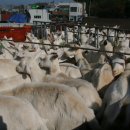 장훈목장 이미지