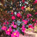 동백 | 제주 동백꽃 명소 제주도 동백수목원 옆 위미 볼고롱동백 후기