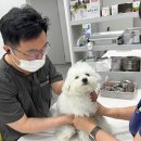 도청동물병원 네이버블로그