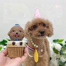 미니멍 살롱 | [안산/사동] 당일 제작 가능 입체얼굴 강아지 수제케이크(feat. 봉구스틱)