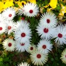 리빙스톤 이미지