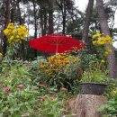 메밀촌 봉평 막국수 이미지