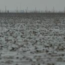 갯벌이야기 이미지