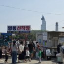 남쪽바다 작은 섬 | [창원 여행] 사슴 먹이주기와 바다체험이 가능한 소쿠리섬 방문 후기