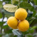 레몬의 꿈 이미지