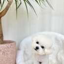 클라우드독 미용실 이미지